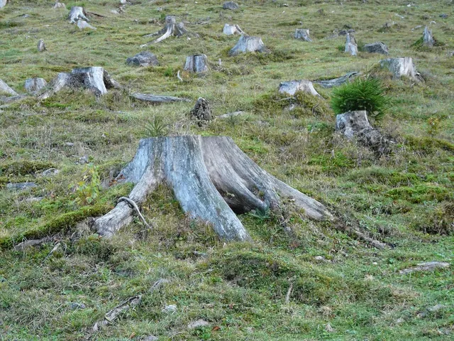 Auf Glasfasefreileitung  gestürzter Baum an der L235 bei Wesendahl