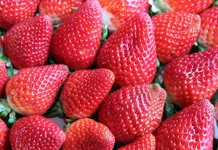 Wieder Erdbeeren aus der Region