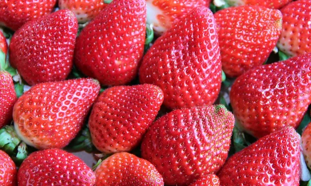 Wieder Erdbeeren aus der Region