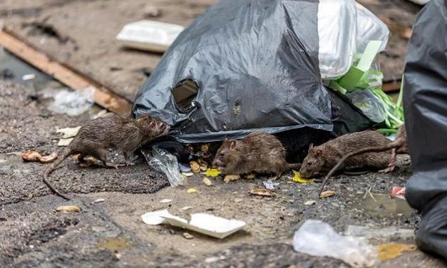 Deutschland wird Rattenland: Hitze und DĂĽrre lassen Population explodieren