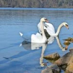 Gutachten – Klimawandel und Wasserentnahme: Pegel im Straussee sinkt bedrohlich – MAZ – Märkische Allgemeine